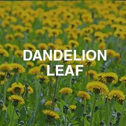 Dandelion Leaf
