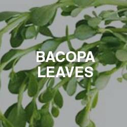 Bacopa Leaves