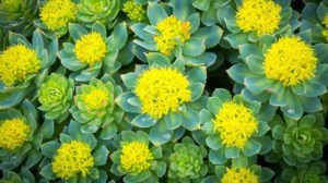 Rhodiola Rosea Keep Calm and Carry On