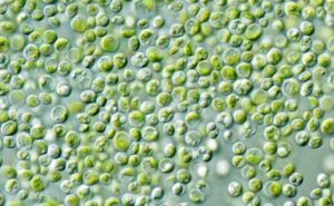 Chlorella (Cracked-cell) Benefits of This Healthy Algae