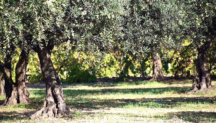 Forest of olive trees