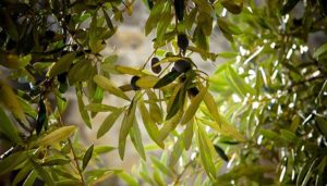 Olive Leaf Extract Benefits: Everything You Need to Know