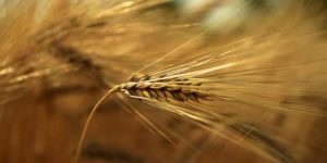 Can Barley Grass be Gluten-Free?