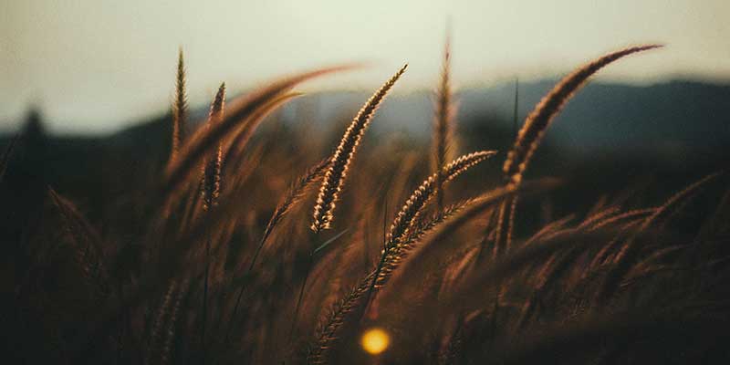 Wheat at dusk