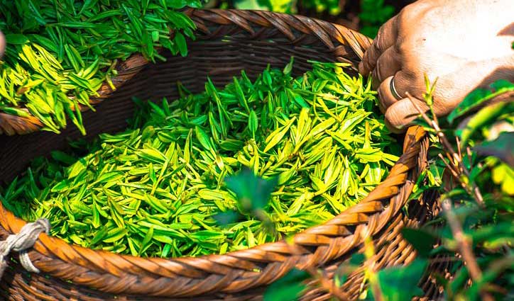 Green tea leaf benefits