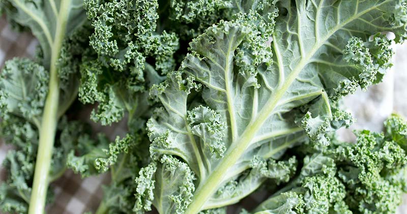 Close up of Kale