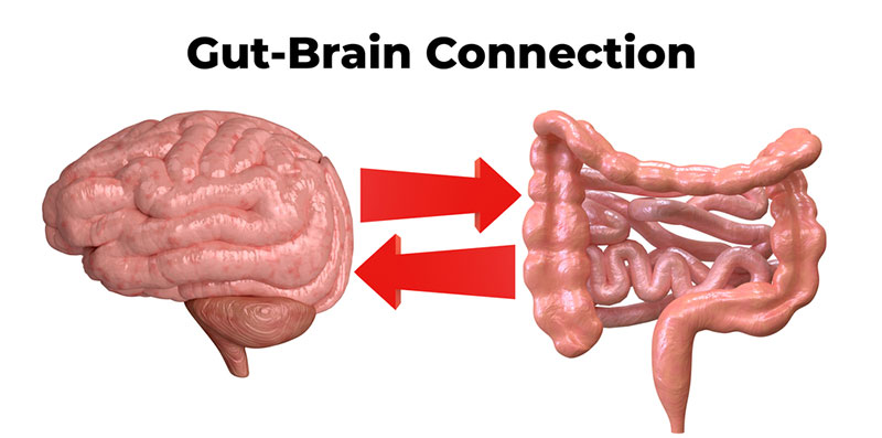 Gut and brain connection